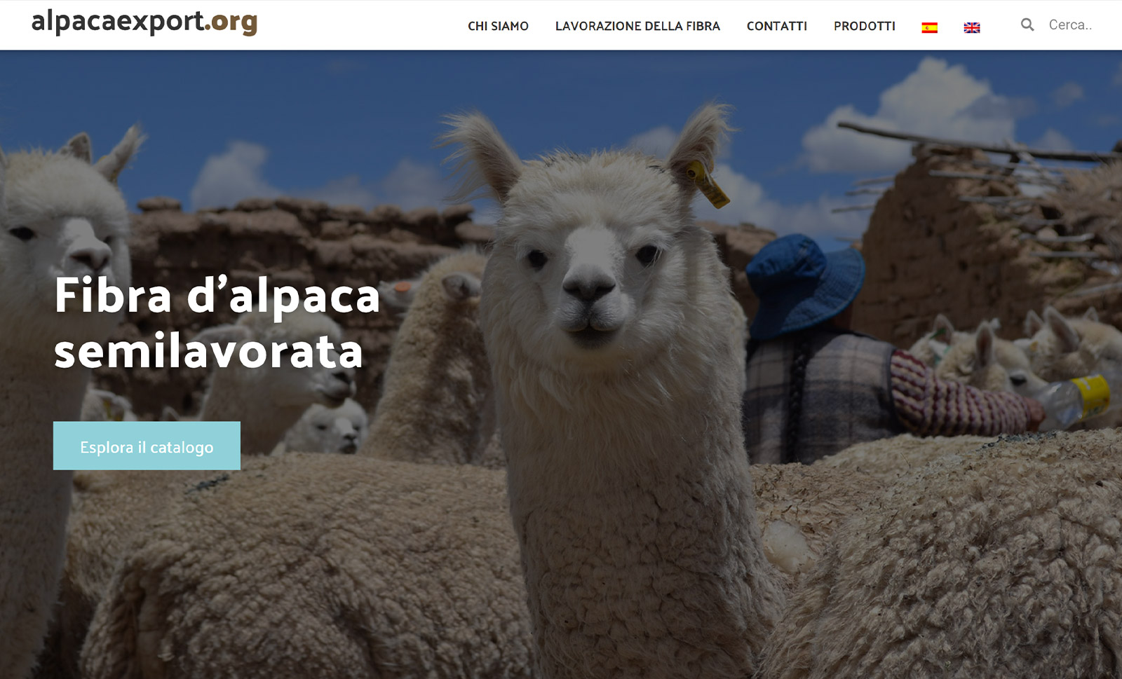 Calpex---Alpaca-Export---Portfolio---Mihail-Ceban-Web-marketing-Solutions